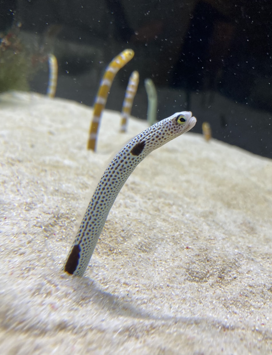 広告など様々な用途向け写真素材をご用意しております 植物、風景、水の生き物たちの美しい素材を活かしてます イメージ9