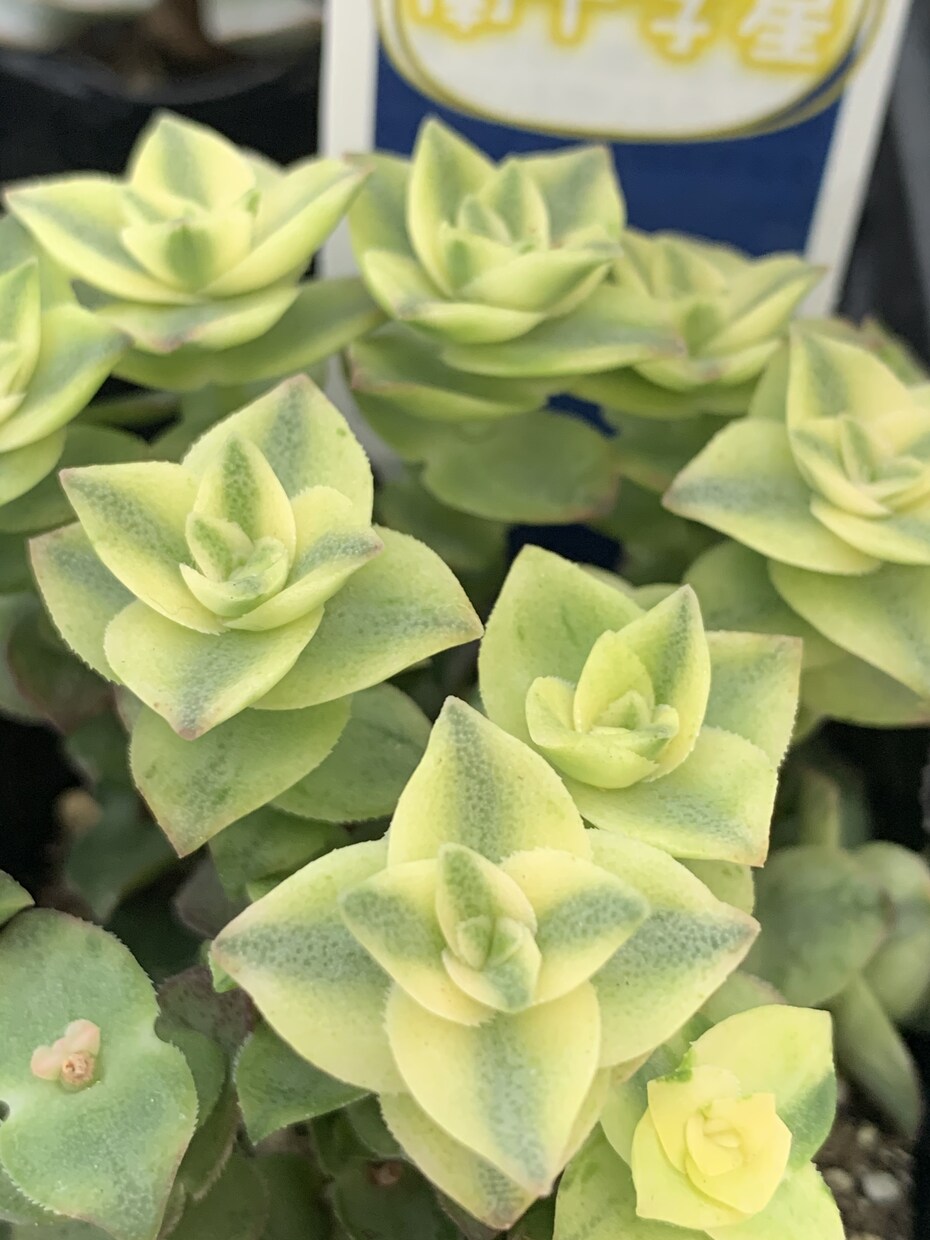 印象に残る季節の草花の写真を提供します 自然の色とりどりの草花で、より鮮やかな日常にします イメージ2