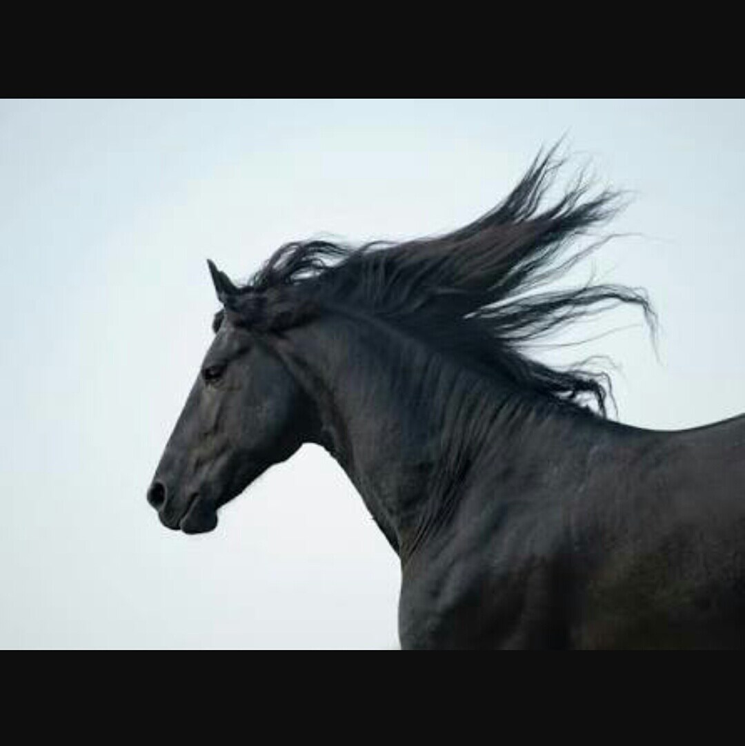競馬渾身の一鞍予想します とりあえず当てたい方必見！競馬予想 イメージ1