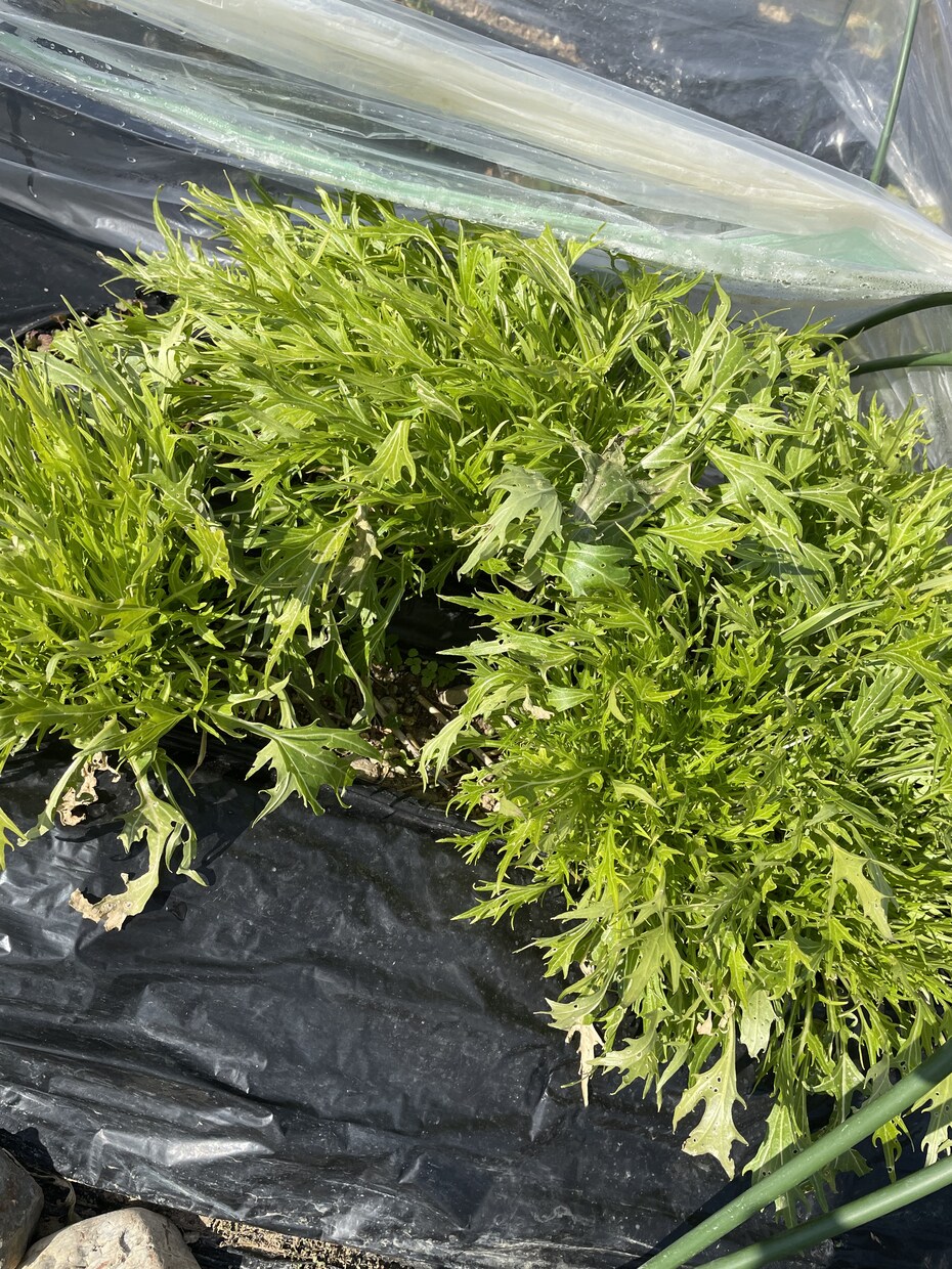 初めての家庭菜園でやるならこれ！相談のります ネットで調べたけど、うちの場合は、、、？サポートします！ イメージ6