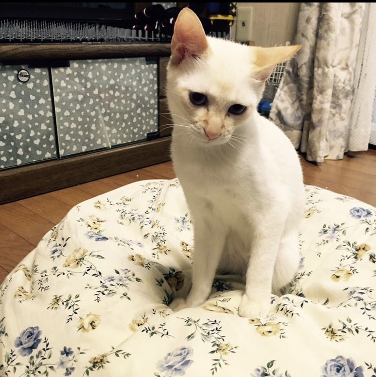 保護ペットの可愛い♡LINEスタンプ♡つくります 【こちらは保護犬・保護猫ちゃんの飼い主様ページです】 イメージ4
