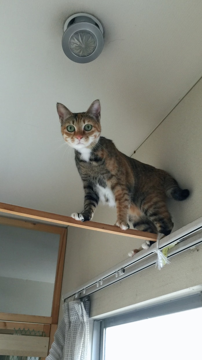 癒しのヒーリングをさせていただきます こたらは正規版です、ほかにお試し版があります。 イメージ7
