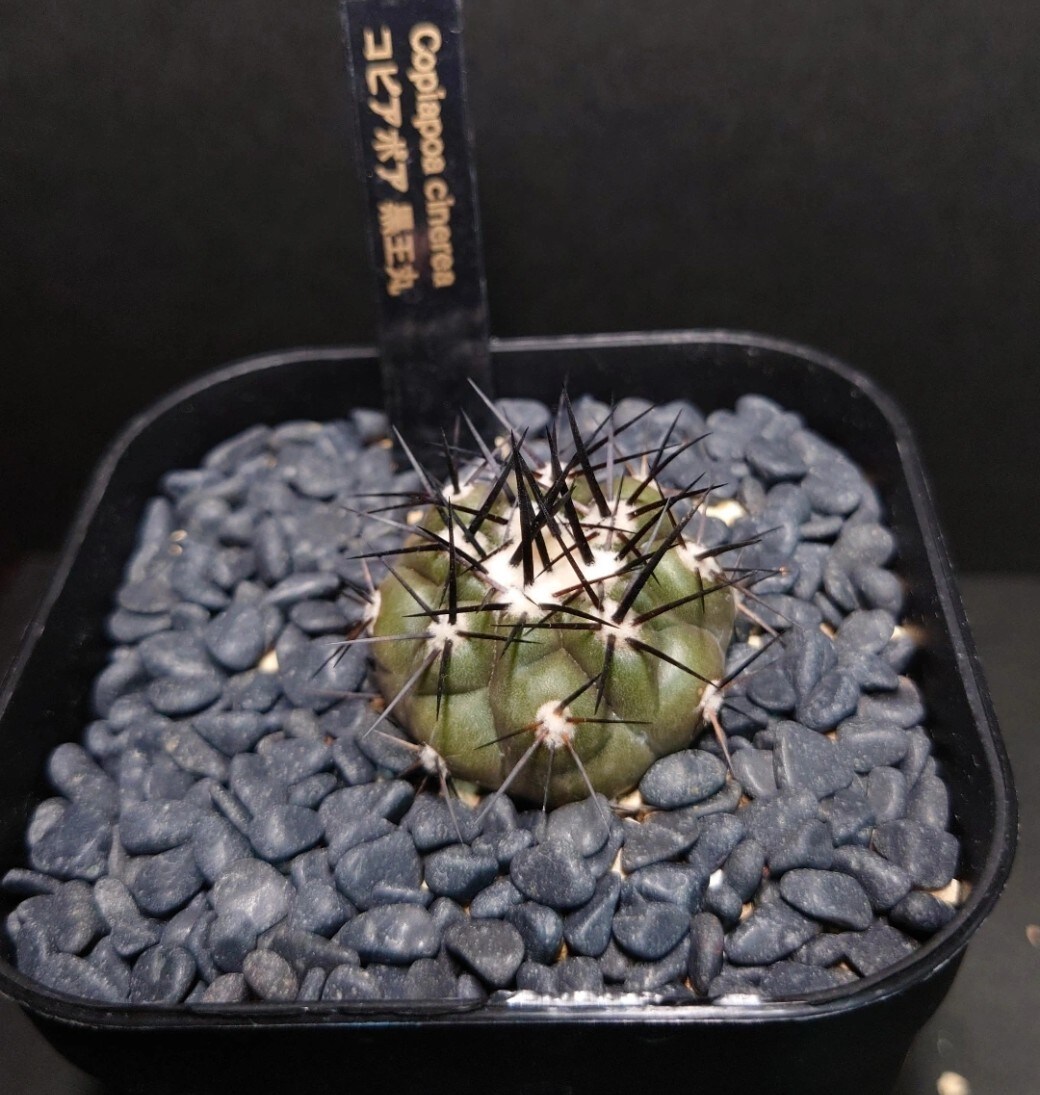 大学生が教える、観葉植物の育て方選び方教えます 観葉植物を中心に大学生の部屋の環境で枯らさないコツを伝えます イメージ3