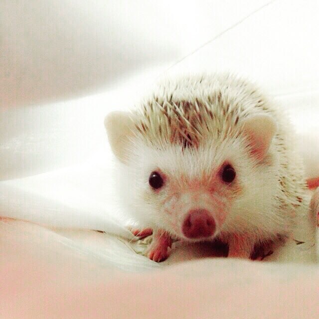 ハリネズミの飼い方からコツまで全てお教えします ハリネズミについて気になる全ての方へ♩ イメージ1