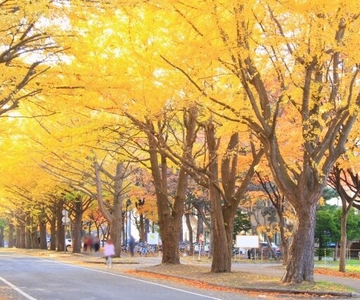 札幌＆札幌近郊の旅行の相談にのります 出掛けたいけれど、病気やケガなどで制限があって不安なあなたへ イメージ5