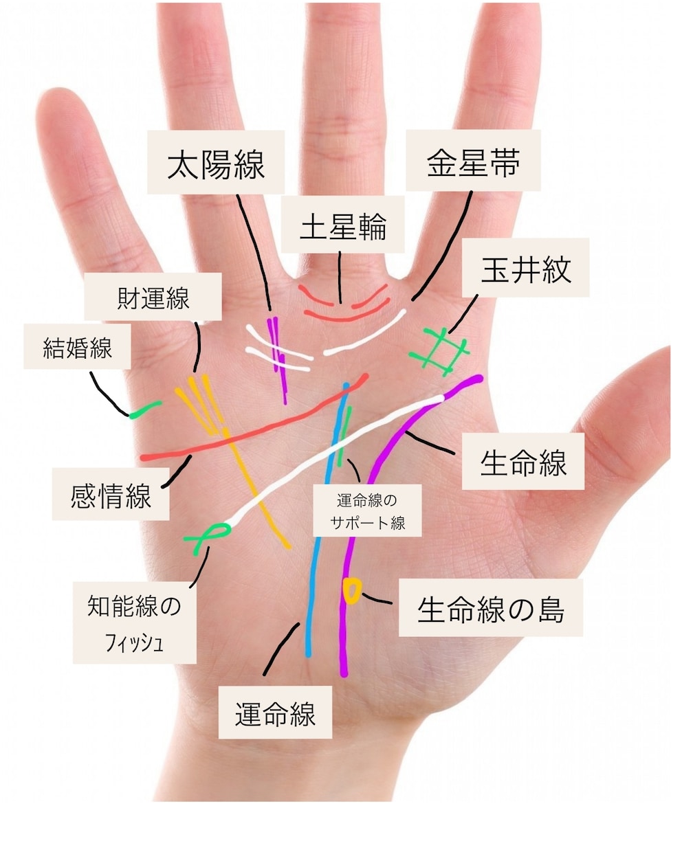 手相を勉強していて、分からない事の相談にのります 手相に関する事はどんな質問もOK！ イメージ2