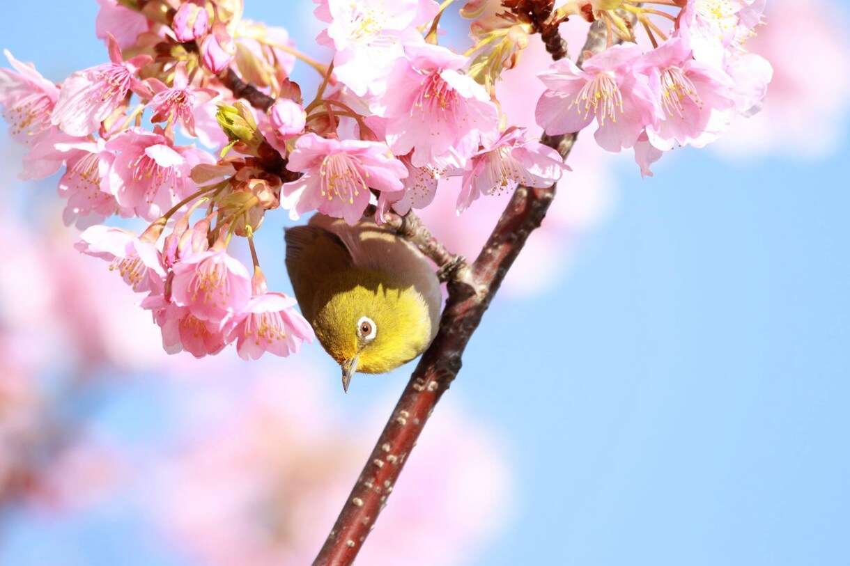 小鳥の写真提供します 自分が趣味で撮った小鳥の写真を、お安く提供します。 イメージ1