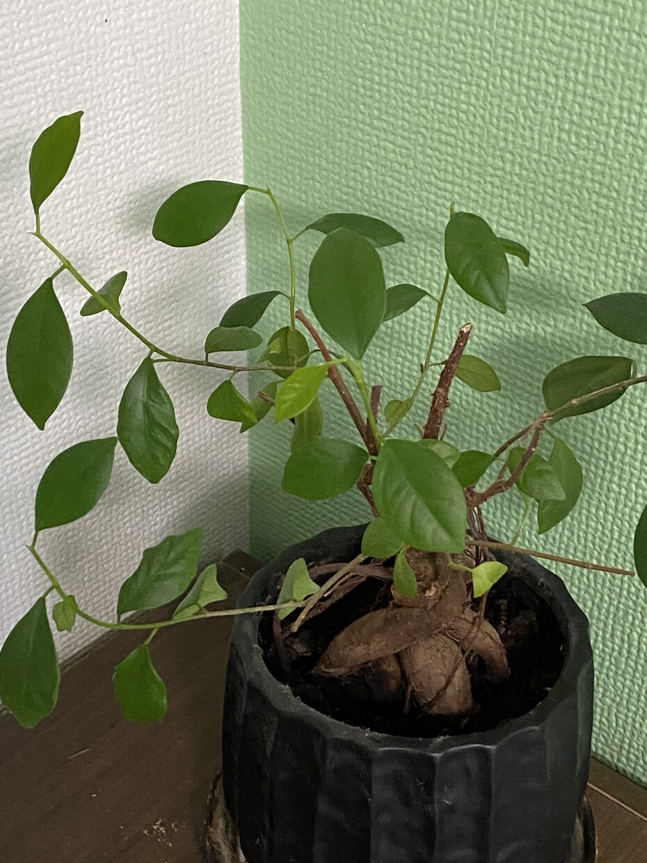 お客様の心が軽くなるお話し相手になります お客様の毎日が楽しくなりますように☺️ イメージ10