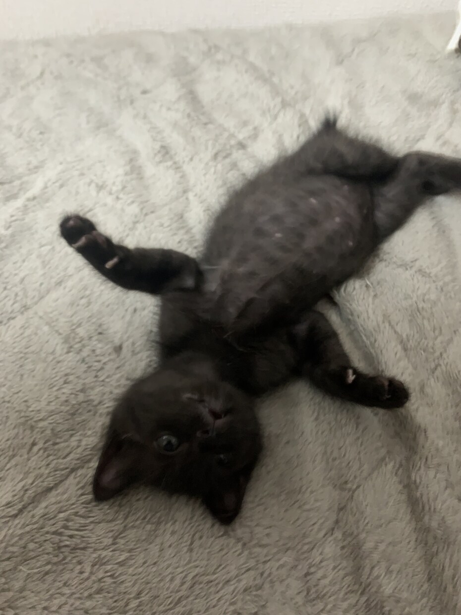 猫16匹&犬1匹の飼い主が犬猫の悩み相談承ります 多頭飼いならではわかる悩みや対策をお伝え致します！ イメージ3