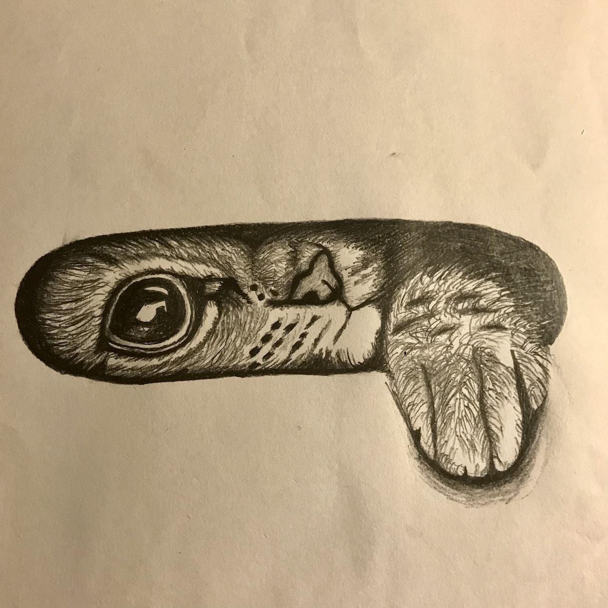 みなさんのペットの似顔絵描きます 愛するペットの絵が欲しいあなたへ イメージ2