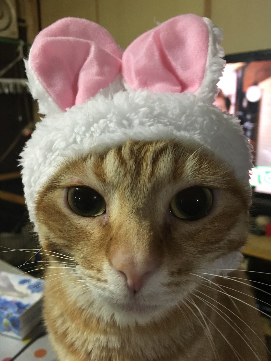 少しの時間でも、あなたの癒しになります あなたのことをなんでもお話しください(*☻-☻*) イメージ1