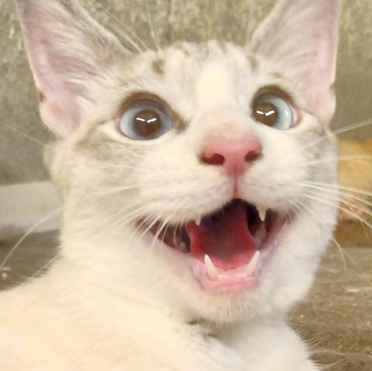 可愛い猫の写真よろしくおねがいします 可愛い猫の写真ですよろしくお願い致します イメージ2