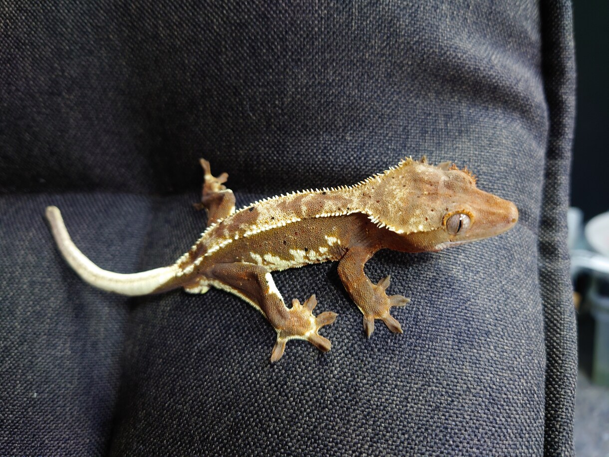 爬虫類・両生類の飼育や器材の購入アドバイスします アクアリウム系含め飼育・繁殖経験30年。初心者大歓迎。 イメージ2