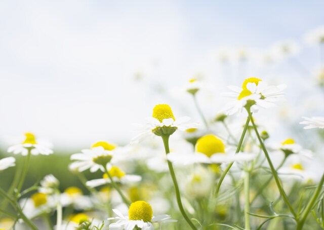 植物と繋がり♡高次のエネルギーでヒーリングします 草花や樹木からのメッセージもお伝えします♡ イメージ3