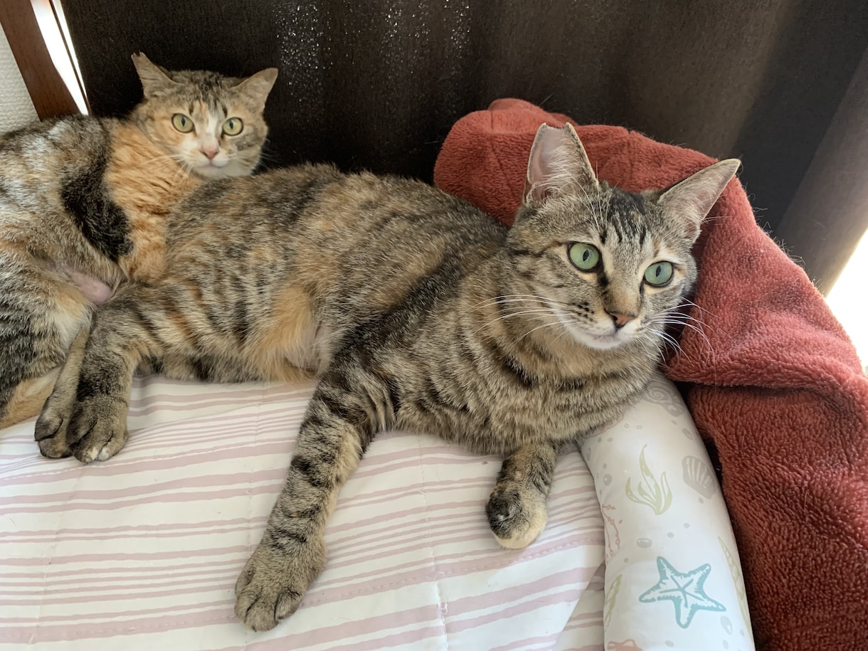 猫の飼い方相談に乗ります 動物看護師が丁寧にアドバイスします イメージ4