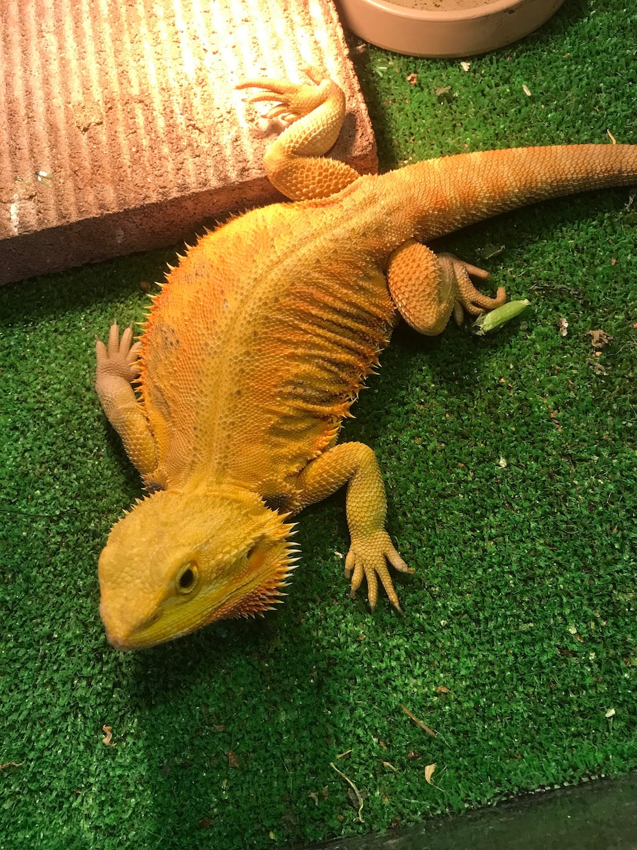 フトアゴヒゲトカゲのこと何でも相談乗ります 飼い方、餌、ケージ….繁殖のこと意外ならなんでも！ イメージ4
