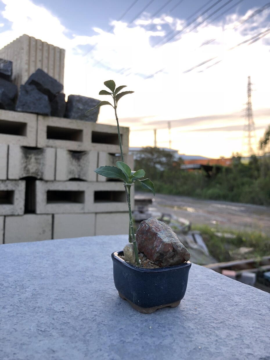 多肉の寄せ植え教えます プレゼントにもぴったりの多肉を寄せ植えしませんか！ イメージ4