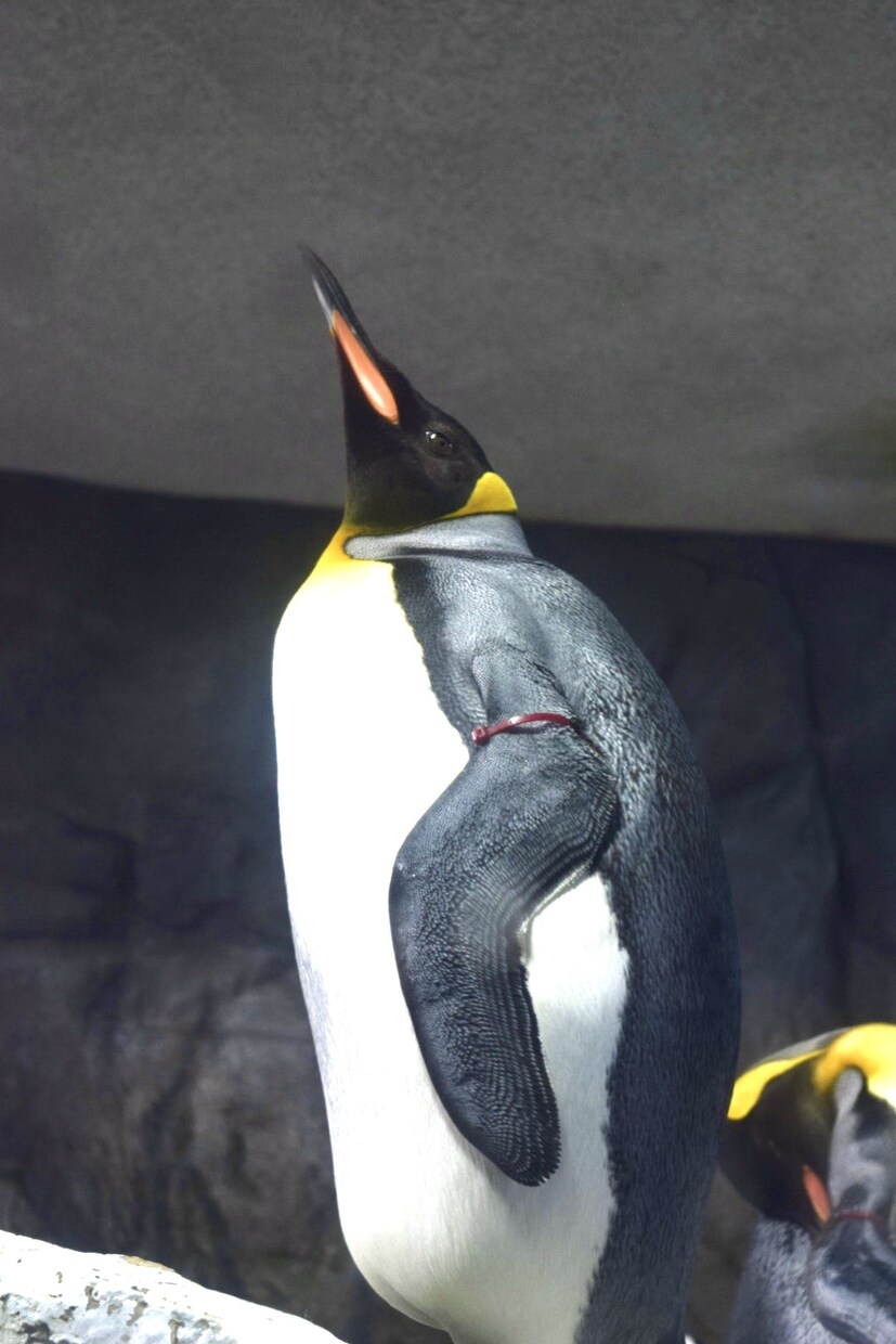 写真素材提供します 風景や動物などの写真素材に困っている方へ イメージ7