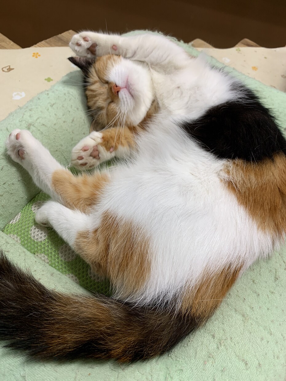 何でも愚痴聞きや相談受け付けます 恋愛からメンタル面まで幅広く対応出来ます。 イメージ1