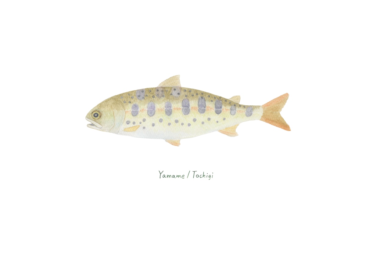 釣った渓流魚を透明感のある水彩で描きます 川ごとに違う色と模様を、水に溶ける色鉛筆で一枚に イメージ9