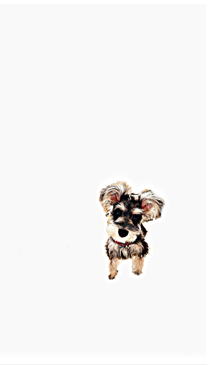 愛犬の写真を切り抜きイラスト風にます シンプルで使いやすい物なのでアイコン、壁紙等に是非！ イメージ4