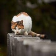 画像や動画などをAI技術による拡大で高画質化します 動画や画像をAI技術を使って拡大高画質化やノイズ除去致します イメージ5
