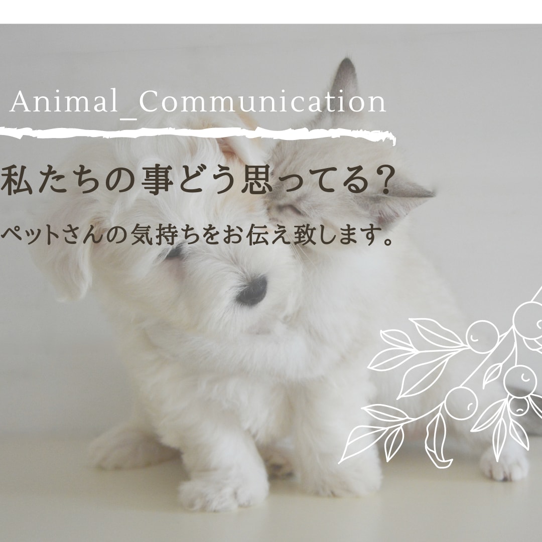 アニマルコミュニケーションします ペットさんとお話♬.*ﾟ質問5個＆伝言(*´`) イメージ2