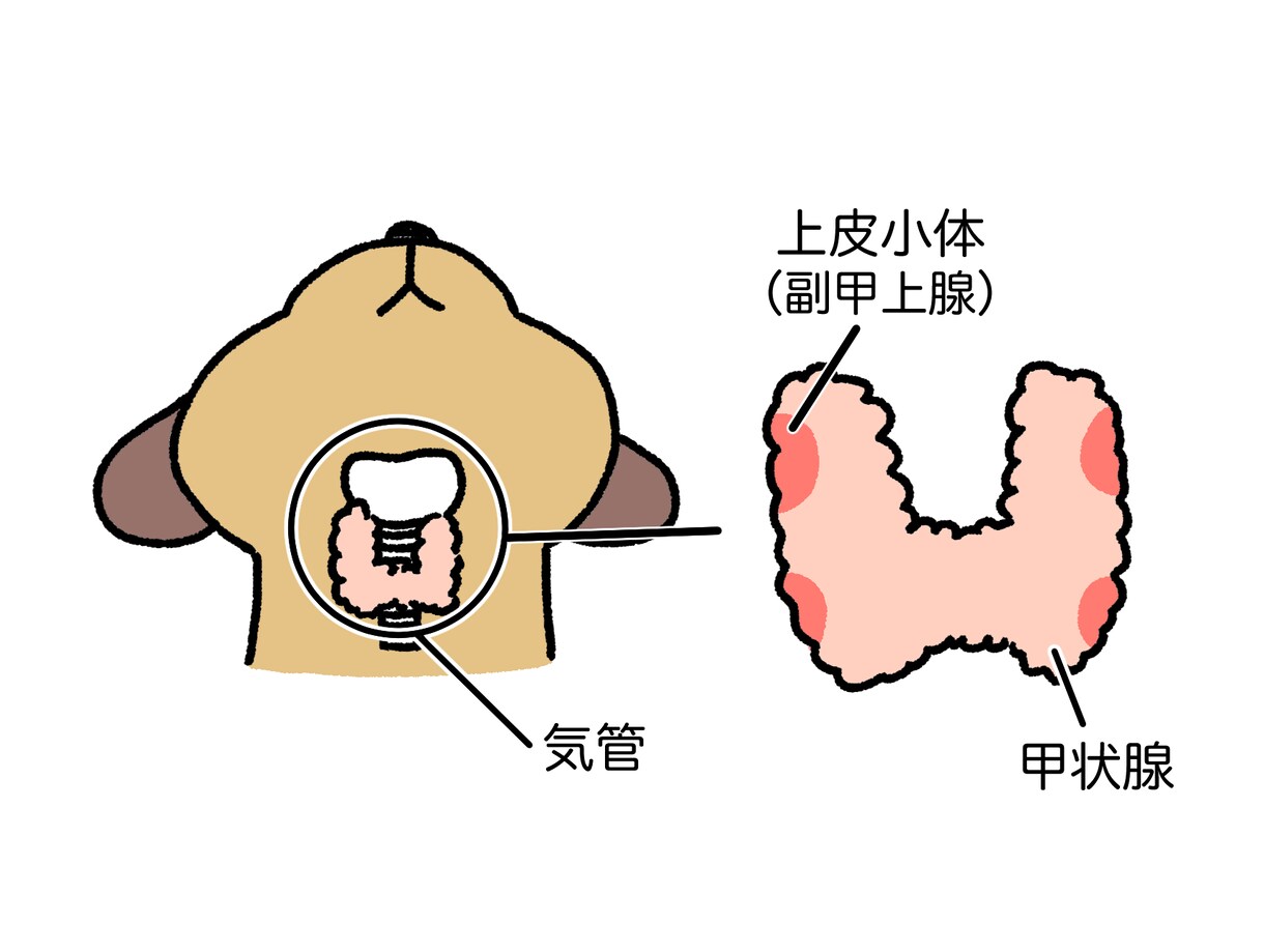 2000円～挿絵にも！ゆるかわいいイラスト描きます 1コマ漫画・ヘッダーも可！ペットや動物、人物なんでもOK イメージ7