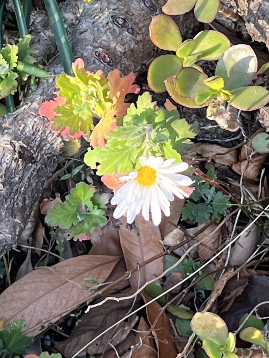 寂しい時、希死念慮が来た時に話を聴きます 近所のおばちゃんみたいにお気軽にどうぞ。癒し系ボイス。 イメージ4