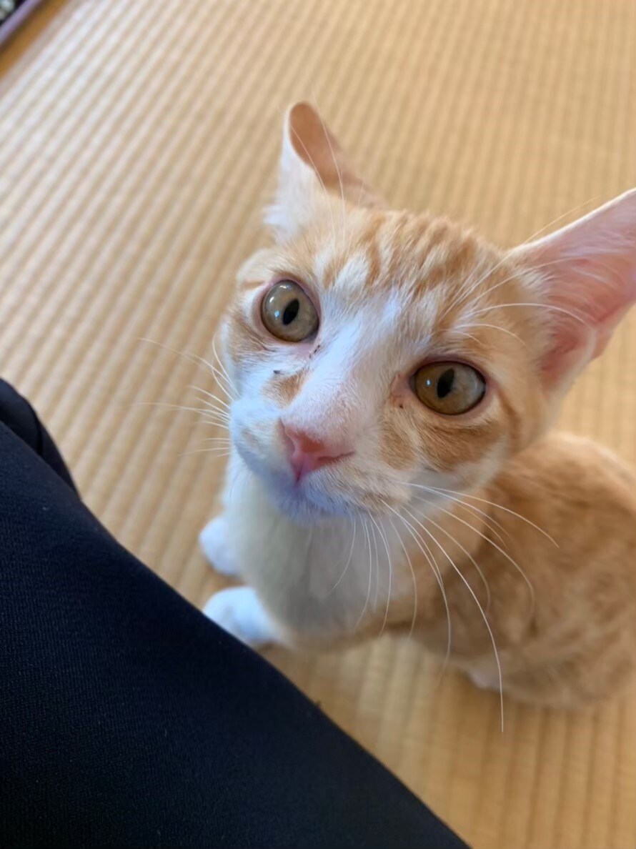 愛猫の日常、提供します cat life♡♡♡   トラ　ゴマ　ムギ イメージ3