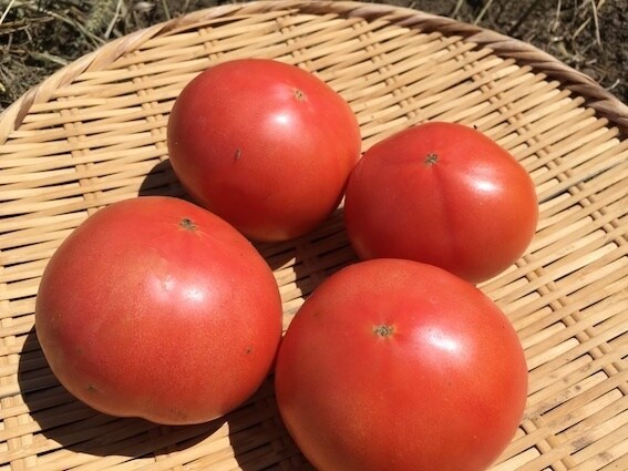 自然栽培・有機栽培による野菜の作り方を教えます 無農薬・無肥料又は有機肥料・固定種による野菜栽培を伝授 イメージ4