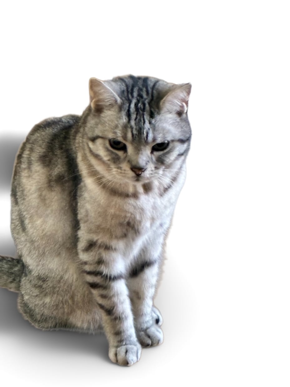 ペットが入る開運花文字アート制作します 愛犬・愛猫のお写真から世界に一つの吉兆アートをお描きします イメージ8