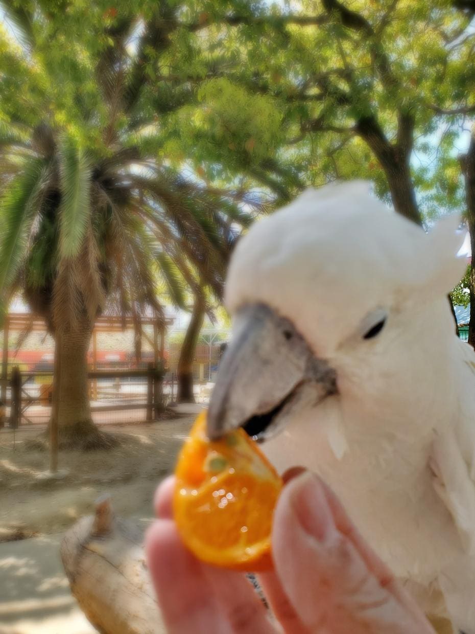 電話☆あなたの大切な動物さんの気持ちをお伝えします お空の子もお家の子もOK☆アクセスします イメージ8