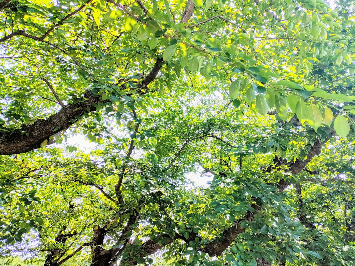 仕事、人間関係、家族、etc魂におききします 【個人情報不要】ご質問を魂におききします イメージ2