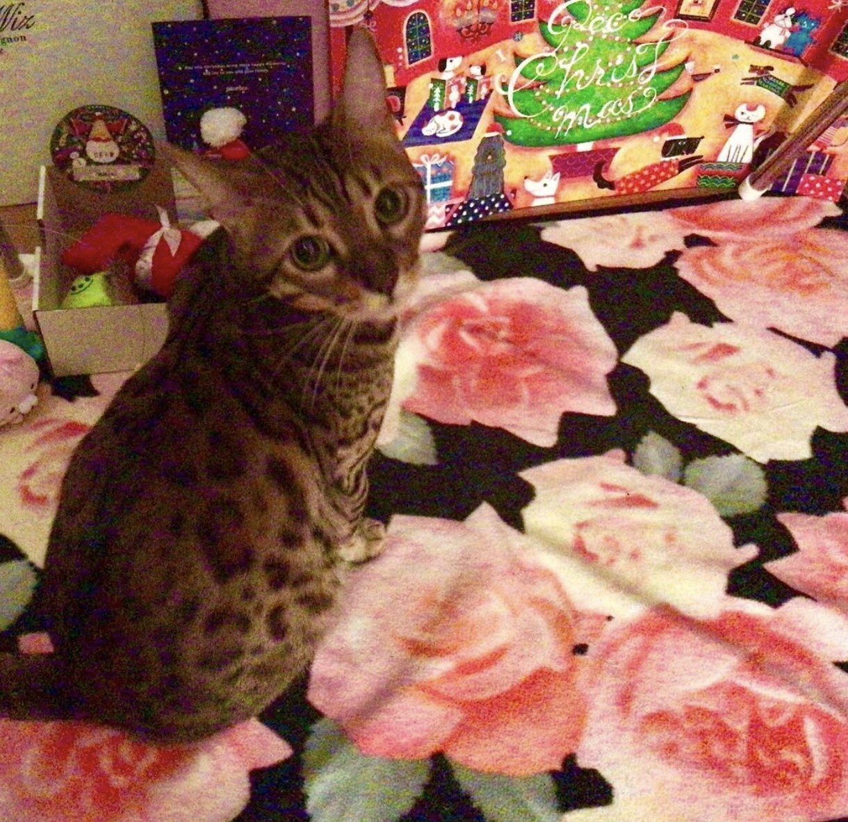 猫の飼い方、猫との暮らし、ご相談に応じます 猫を初めて飼う方や猫に関しての生活の疑問 イメージ2