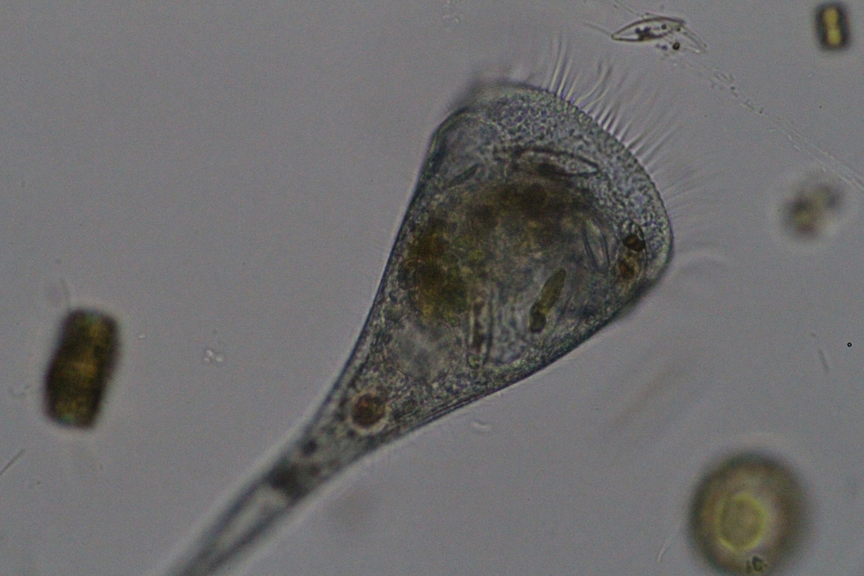 プランクトンの顕微鏡写真を提供します 元生物教師がミジンコやボルボックスの綺麗な写真を撮りました イメージ5