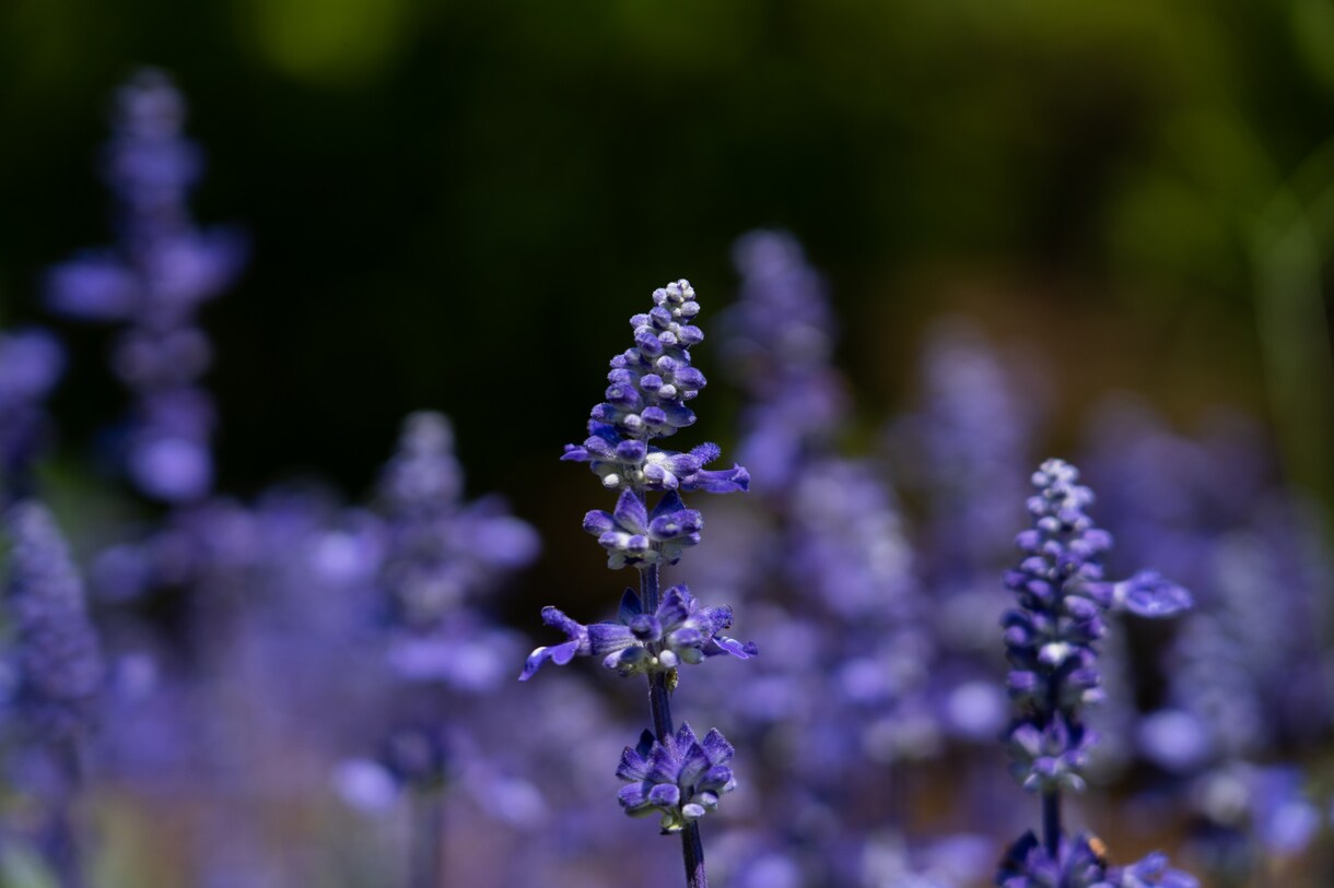 ワンランク上のお花写真★被りにくい写真提供します "綺麗なボケ味"（33種セット）著作権フリー写真素材ご提供 イメージ4