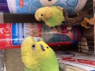虹の橋のペットちゃんをみます 今どこにいるのか？そして今、あなたに伝えたいメッセージ イメージ1