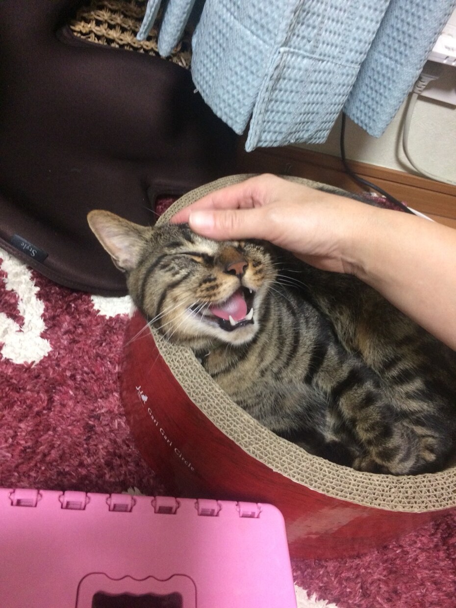 子育て、猫ちゃんのお世話の悩みを解決に近づけます 猫ちゃんの世話や子供を育てた経験の中で、相談に乗ります イメージ1