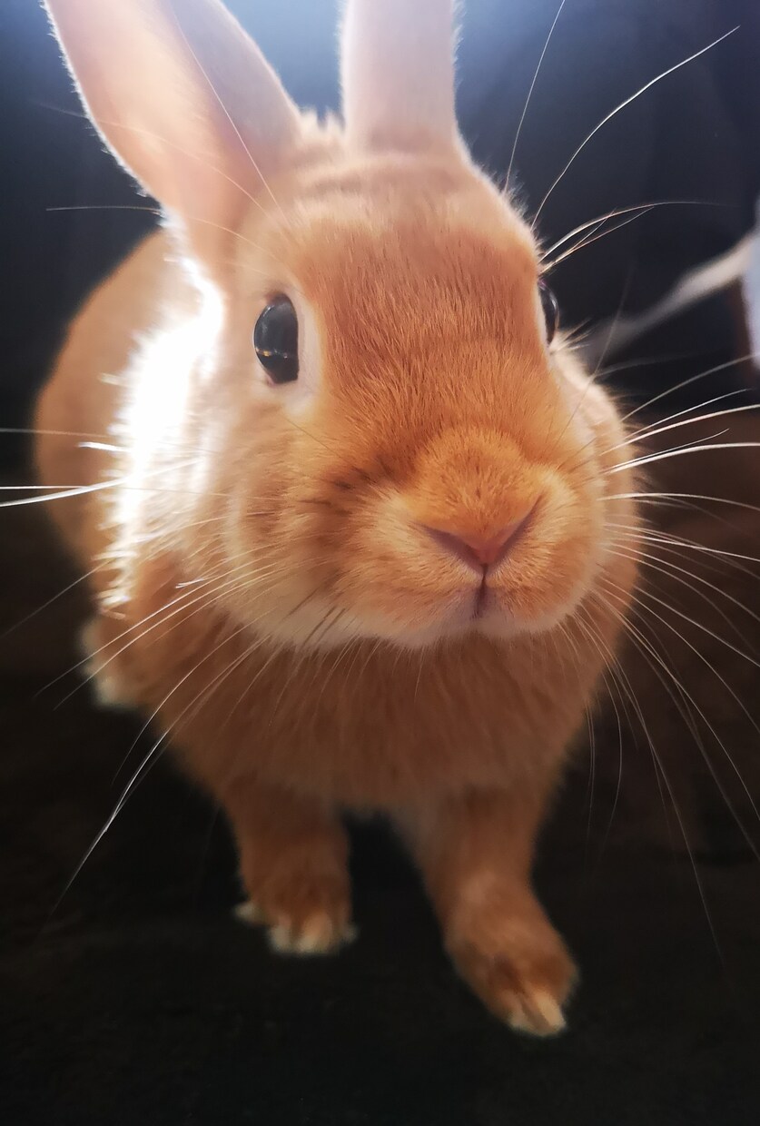 うさぎの写真提供します 可愛いうさぎさんの写真提供します！ イメージ3
