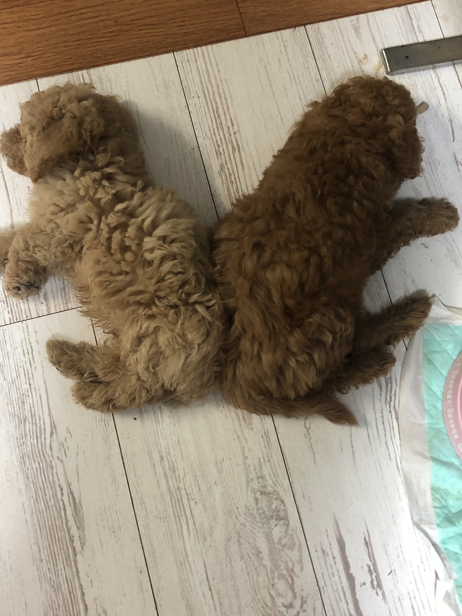 ADHDの子供を持つ親の話をゆっくりききます ADHDの子供がいて、向き合ってきたこと、向き合っていること イメージ1