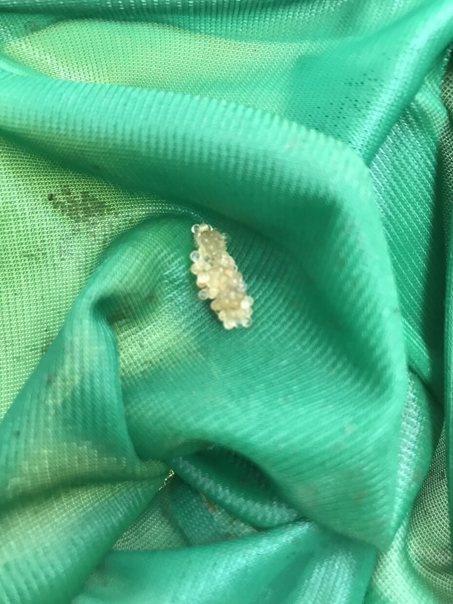 メダカ屋外飼育、繁殖の質問、何でも答えます ⭐️になる子を最小限にして、季節に合わせた対応を伝授致します イメージ7