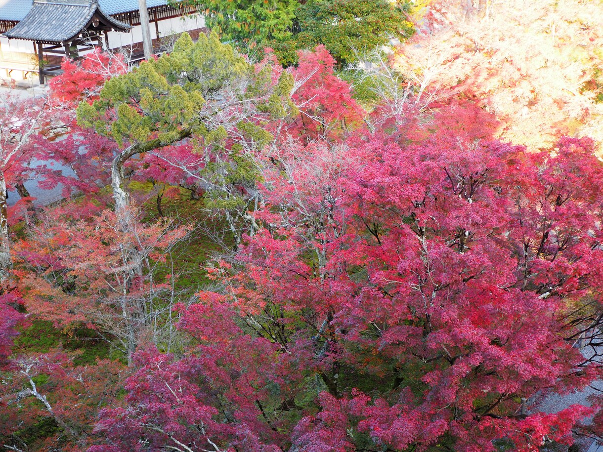 桜、紅葉など京都の動画、写真、レポート代行します 京都の気になるお店、場所確認代行　まずはなんでもご相談 イメージ6