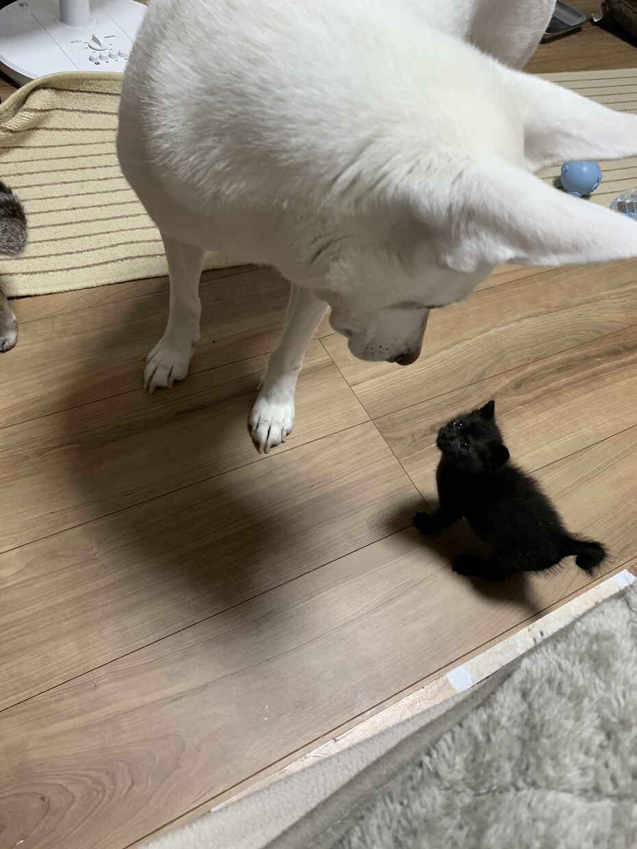 猫16匹&犬1匹の飼い主が犬猫の悩み聞きます ペット業界10年以上！良質な用品、フード、しつけetc… イメージ5