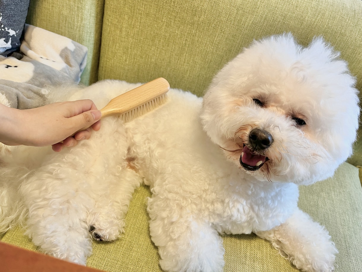 あなたの愛犬に合ったブラッシングをレクチャーします 経験豊富なトリマーによるお手入れオンラインレッスン イメージ2