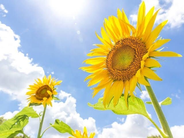 あなたの今の気持ちをすべて受け止めます 辛い、寂しい、悲しい、嬉しい気持ちなどすべて話してください♪ イメージ2