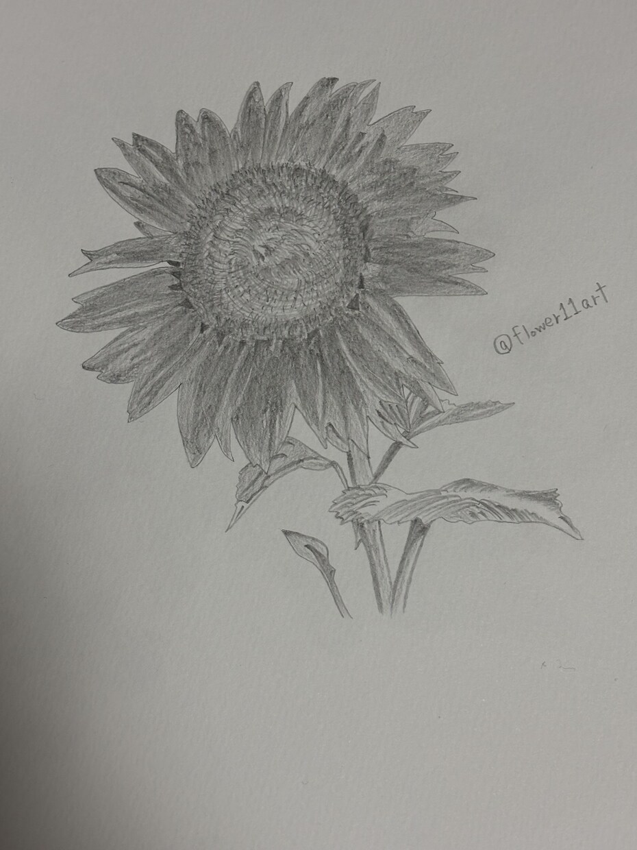 鉛筆でご依頼されたお花の絵を描きます 素人の模写作品です。本気で描かせていただきます。 イメージ4