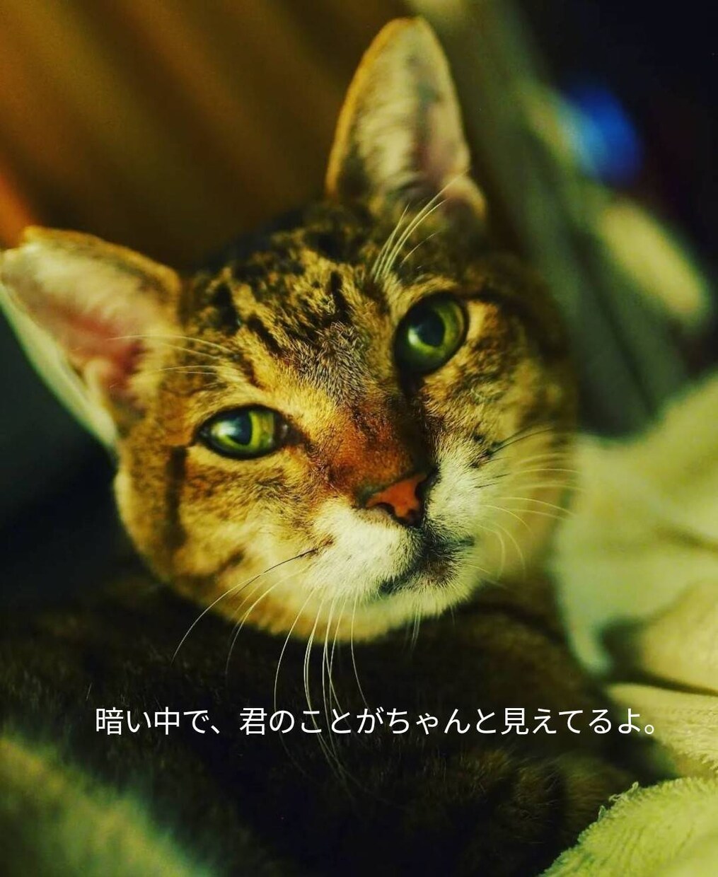 猫のオラクルカードでメッセージを届けます ネコ世界から届く愛と癒やしのスピリットメッセージ イメージ3