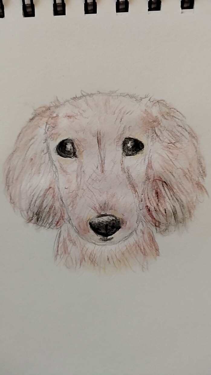 ワンちゃんのイラストを水彩色鉛筆で描きます 一点一点、気持ちを込めて描きます。 イメージ6