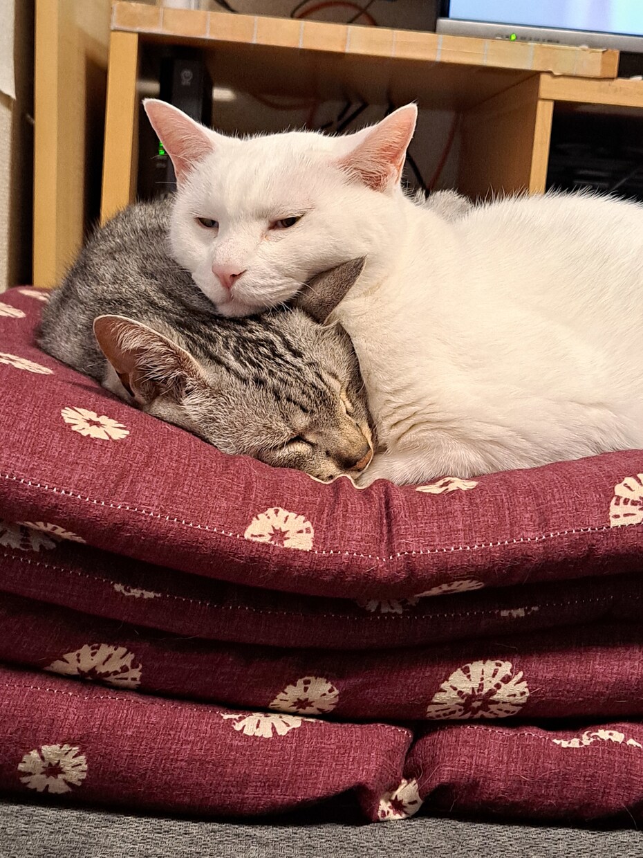 あなたの心の癒しになります 猫好きな方とお話できればいいな イメージ1